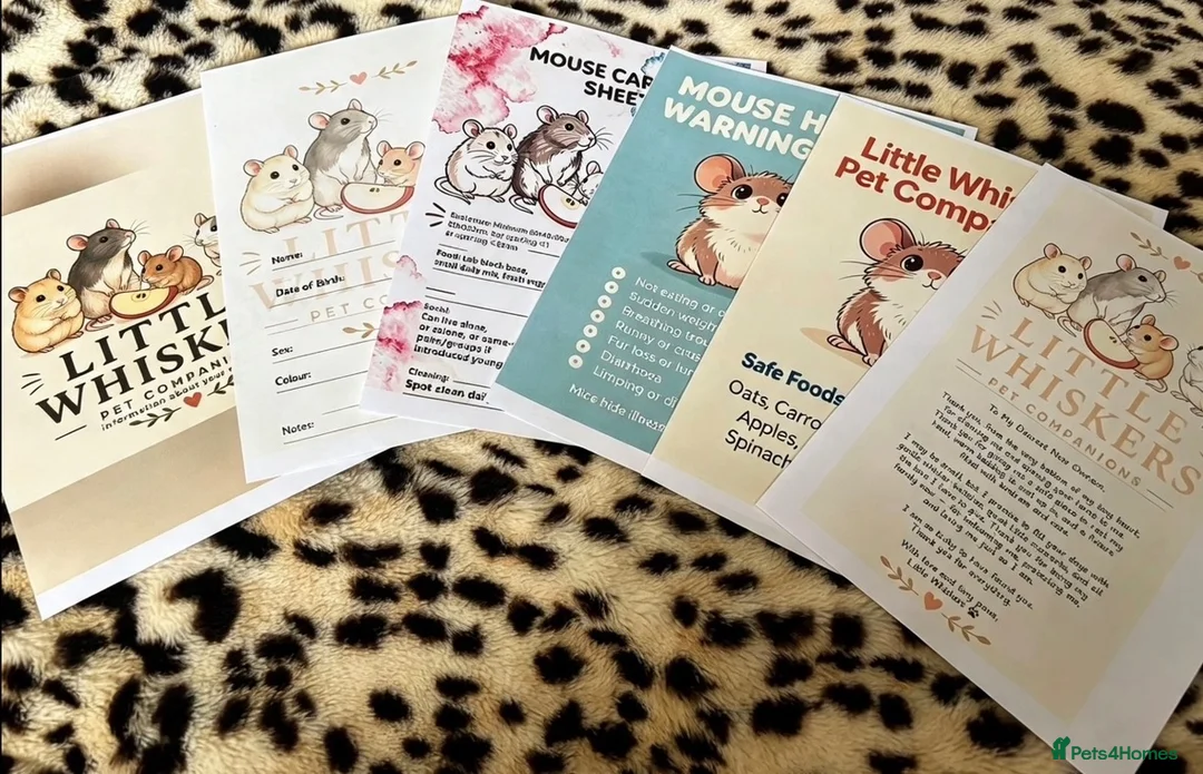 Mouse rodents for sale: Fancy mice  - Advert 17