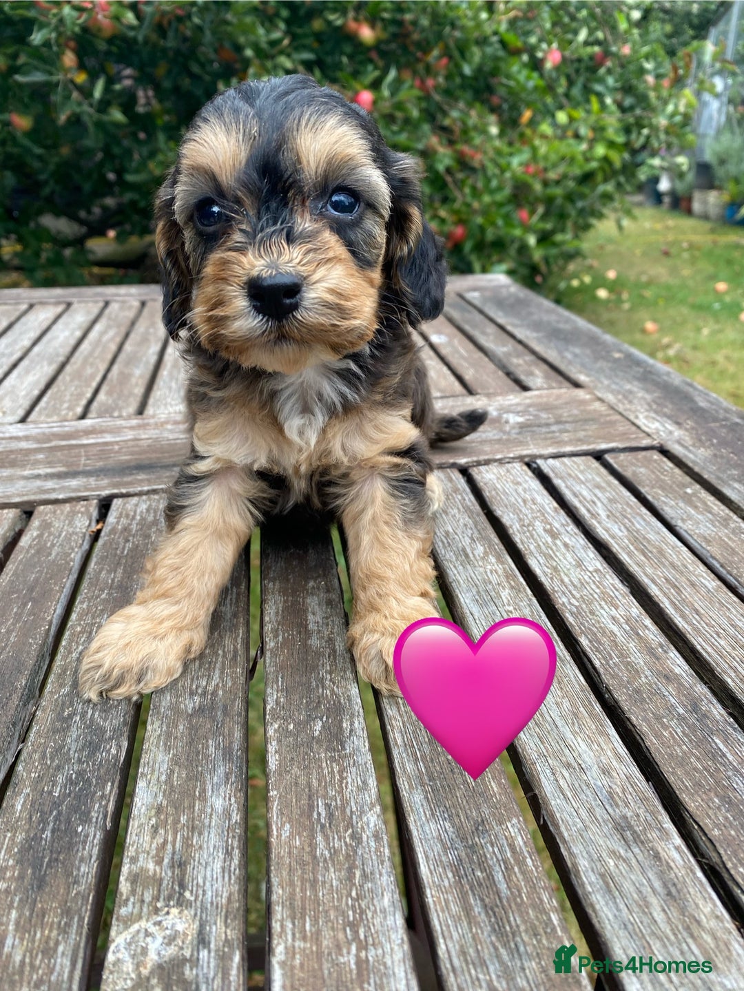 Cockapoo dogs for sale: F1 TEDDY BEAR SABLE COCKAPOOS. - Image 1