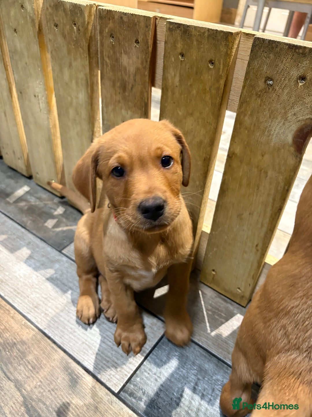 Labrador Retriever dogs for sale: Fox Red Labrador puppies Fully KC registered  - Image 12