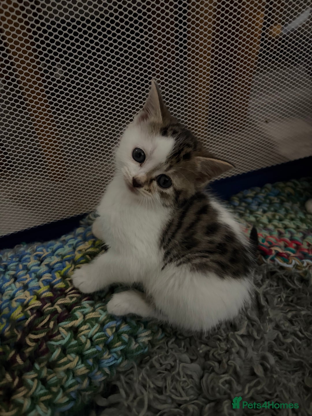 Mixed Breed cats for sale: 5 kittens needing loving home  - Advert 14