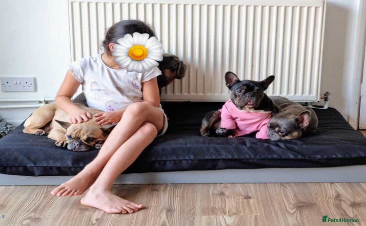 French Bulldog dogs - Advert 12