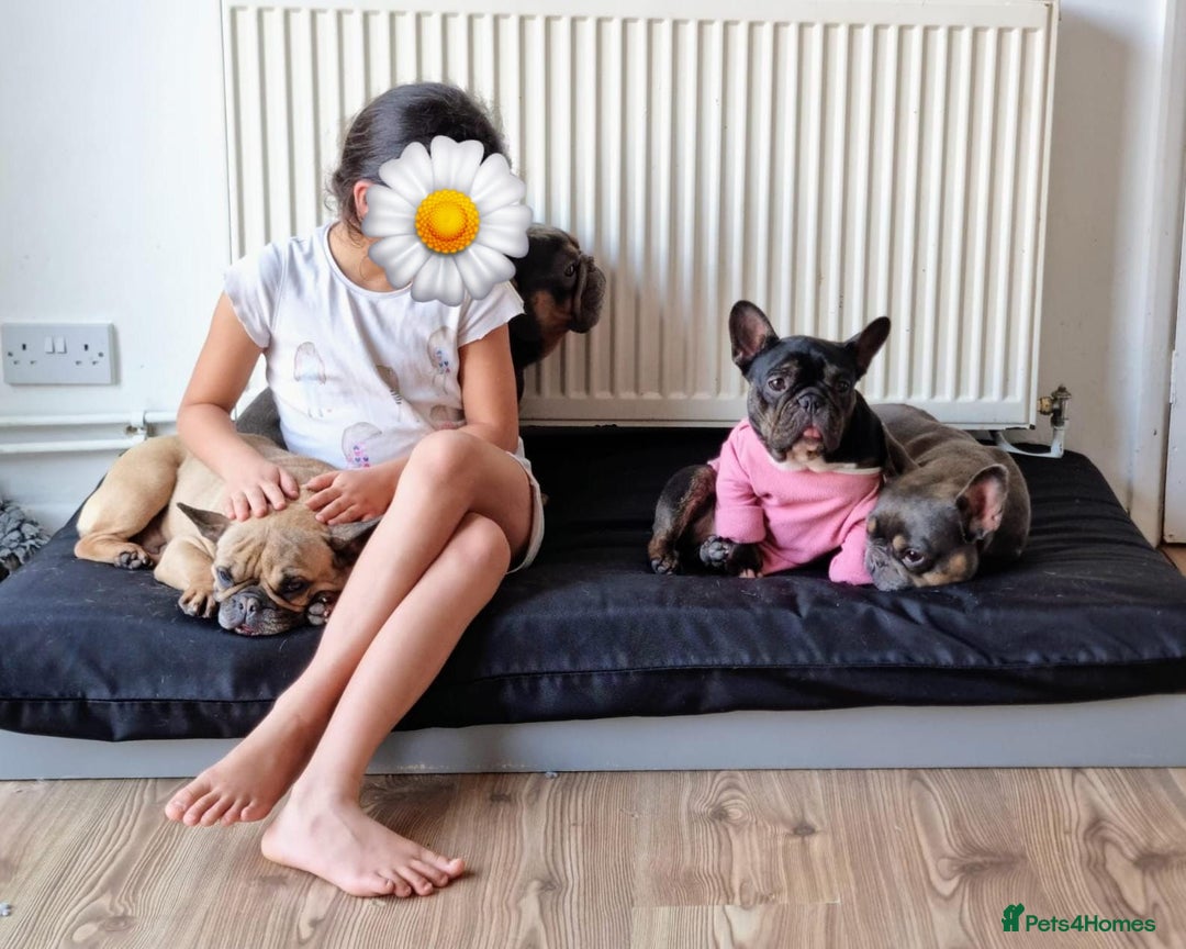 French Bulldog dogs for sale: Facing homelessness so Gwen is looking for a home  - Image 1