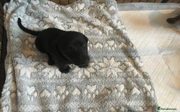 Miniature Dachshund dogs for sale: Miniature dachshund baby’s  - Image 23