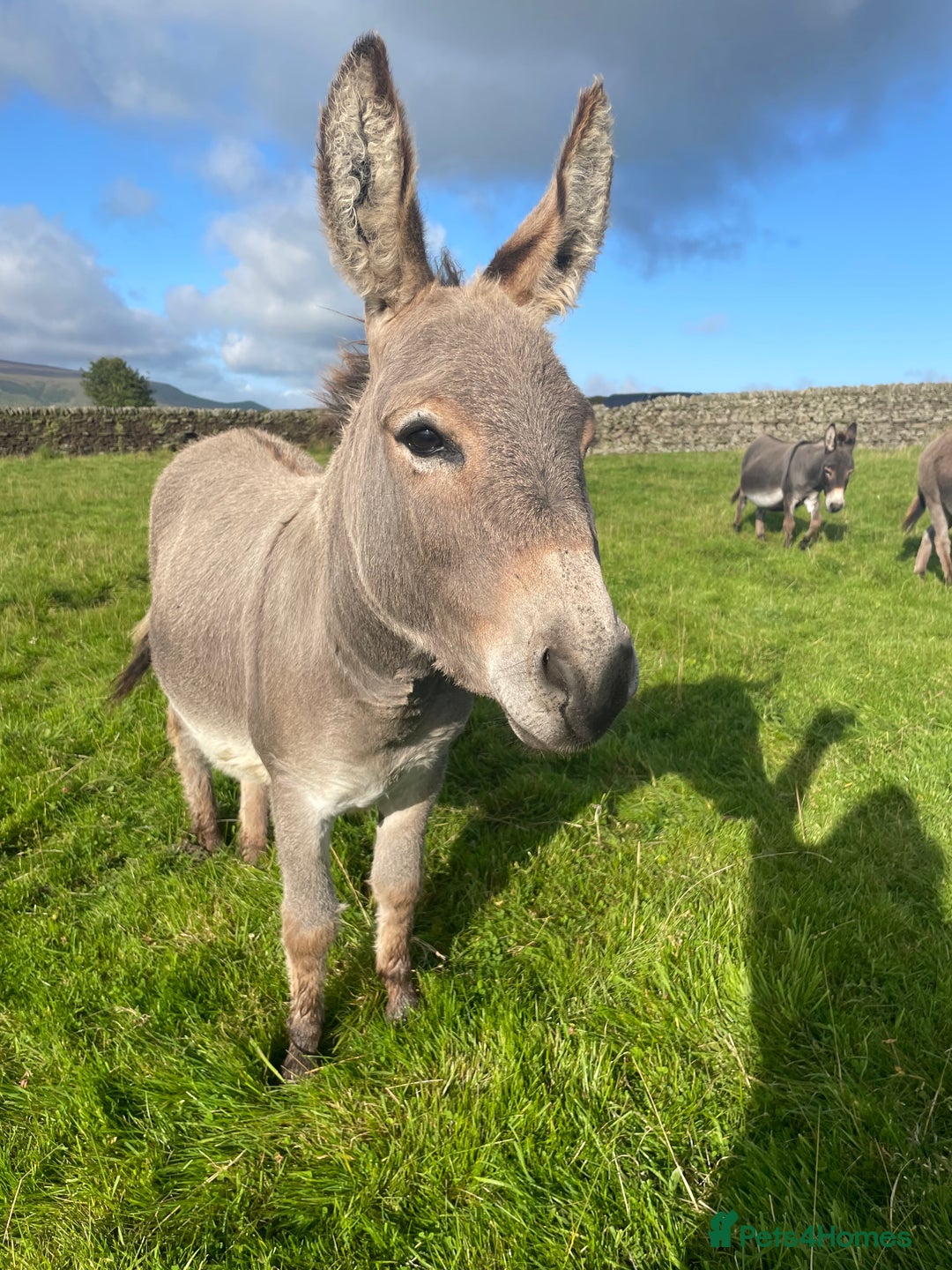 Miniature horses for sale: Miniature Mediterranean Donkey foals - Image 9