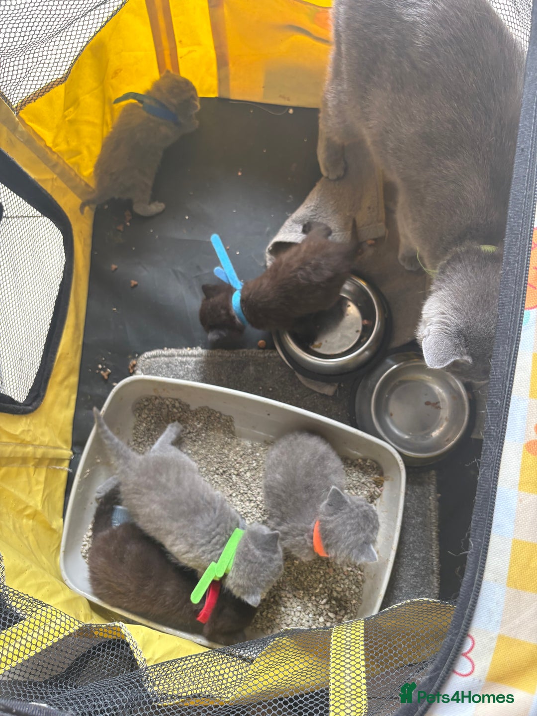 British Shorthair cats for sale: British Shorthair kittens chocolate/grey - Image 9
