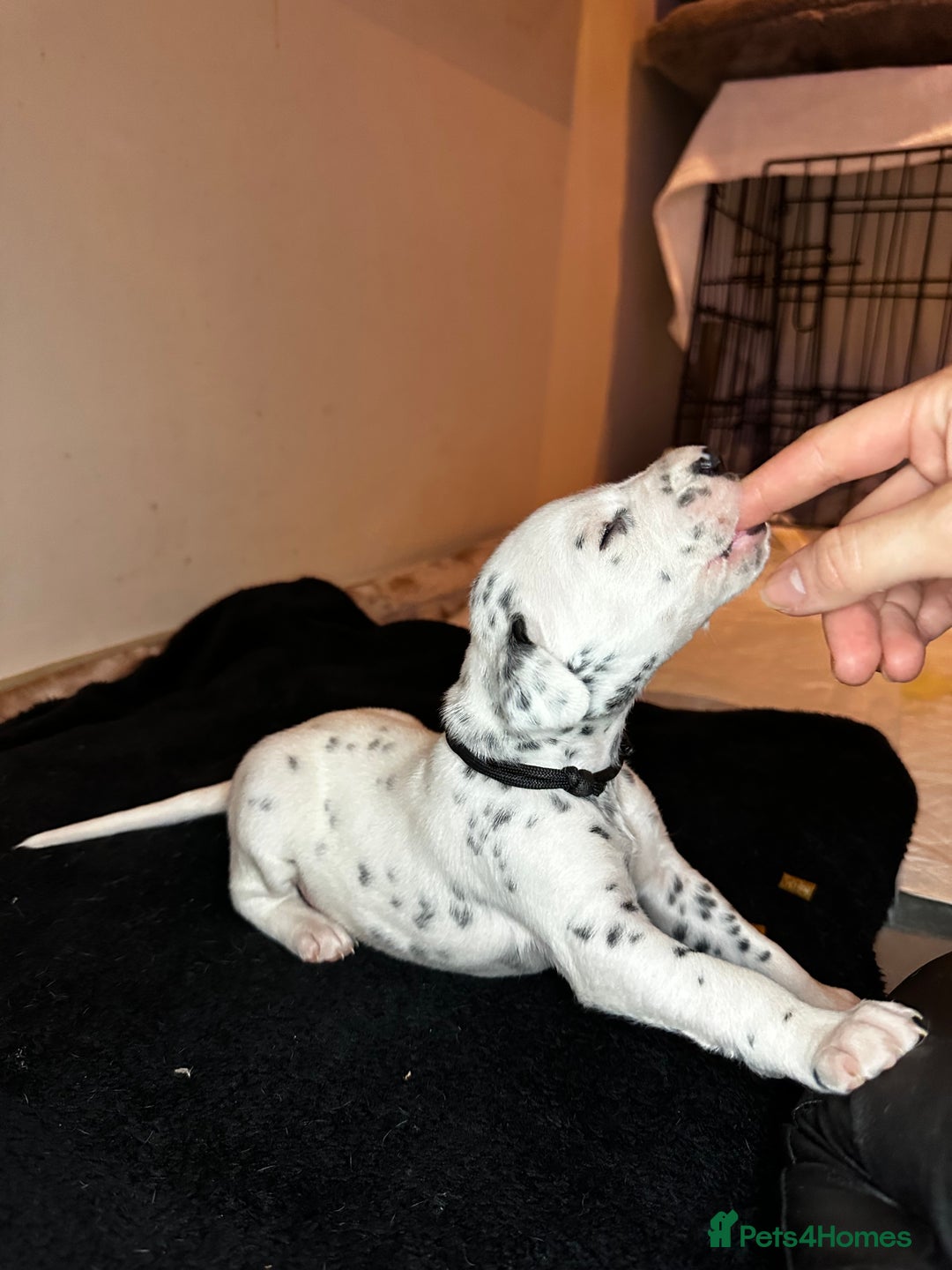 Dalmatian dogs for sale: PEDIGREE Dalmatian Puppies ready NOW - Advert 8