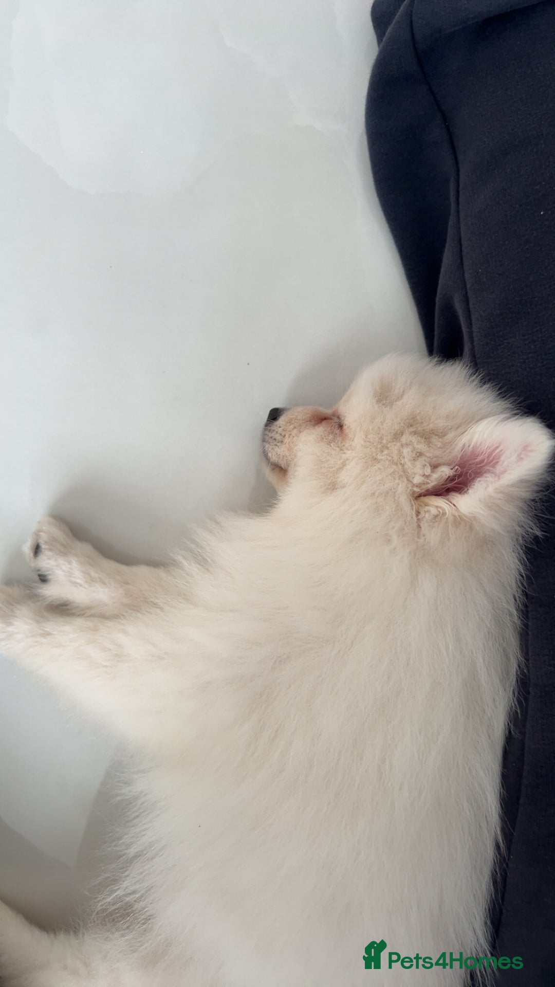 Pomeranian dogs for sale: Sweet boy Pomeranian puppy - Advert 4