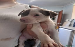 Mixed Breed dogs for sale: American bulldog cross  - Image 7