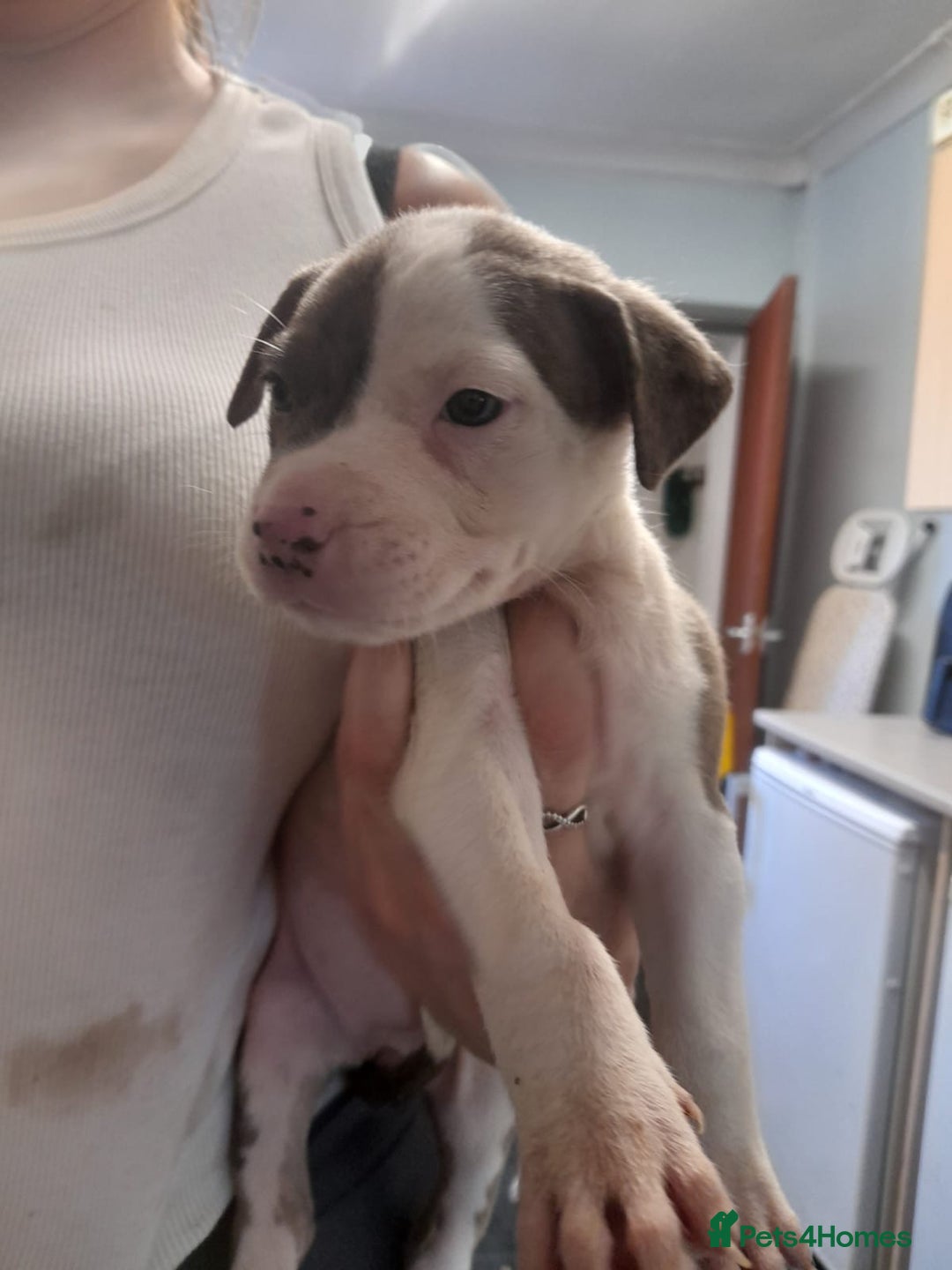 Mixed Breed dogs for sale: American bulldog cross  - Image 7