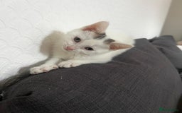European cats for sale: Male kitten for sale - Image 1