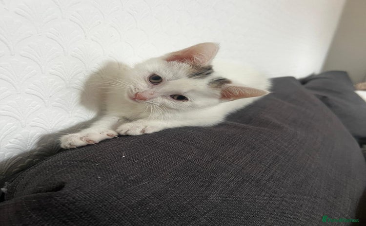 European cats for sale - Advert 1