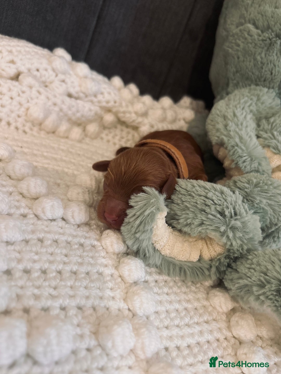 Cockapoo dogs for sale: Gorgeous Fox red F1B cockapoos - Image 8