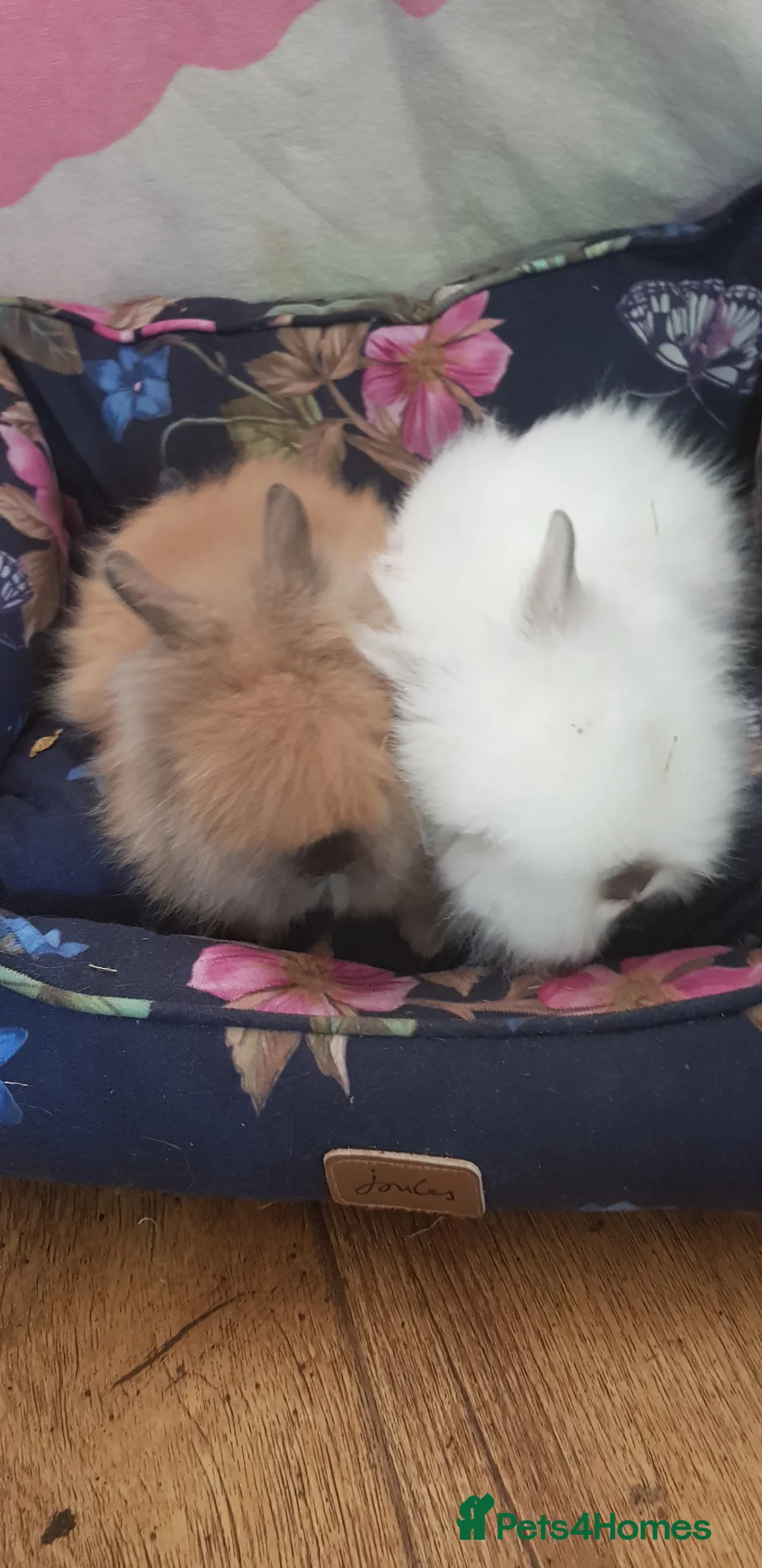 Lionhead rabbits for sale: Gorgeous Pedigree Double Maned Lionhead Bunnies - Advert 2