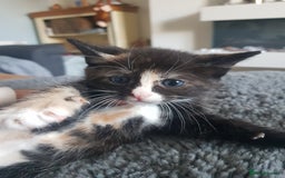 Mixed Breed cats for sale: 3 beautiful female kittens  - Image 8