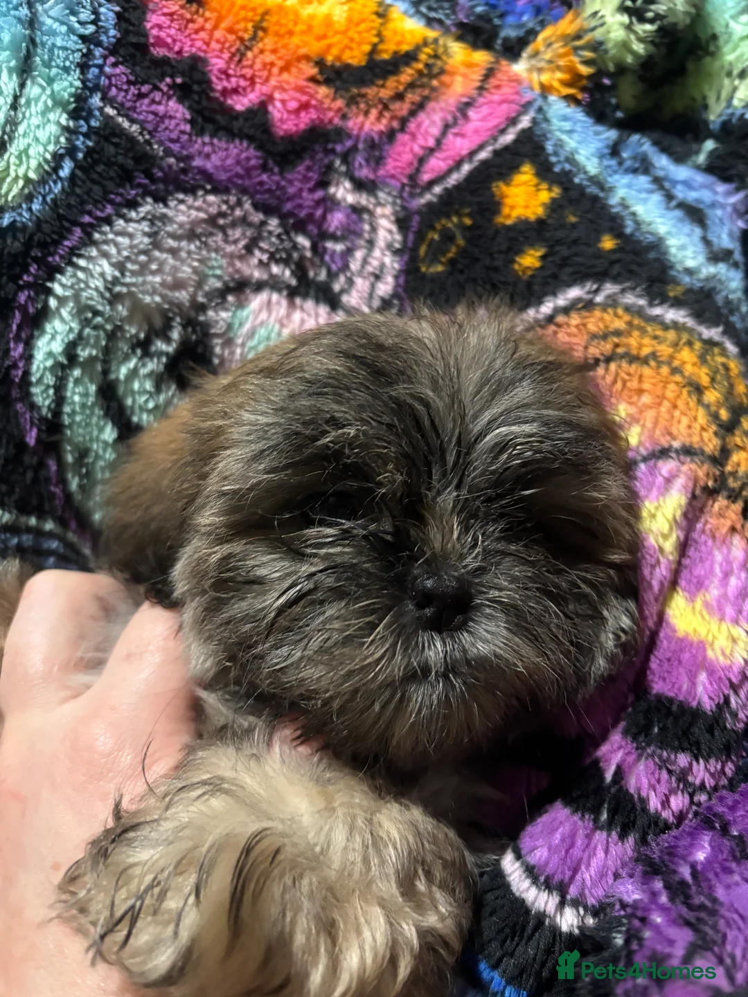 Shih Tzu dogs for sale: Adorable Puppies Looking for Their Forever Homes  - Advert 6