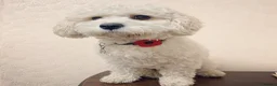 Cavachon dogs for sale: Male Cavachon Looking for a Loving Forever Home - Advert 4