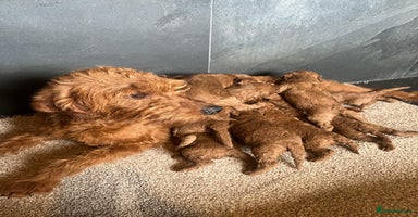 Labradoodle dogs - Advert 10