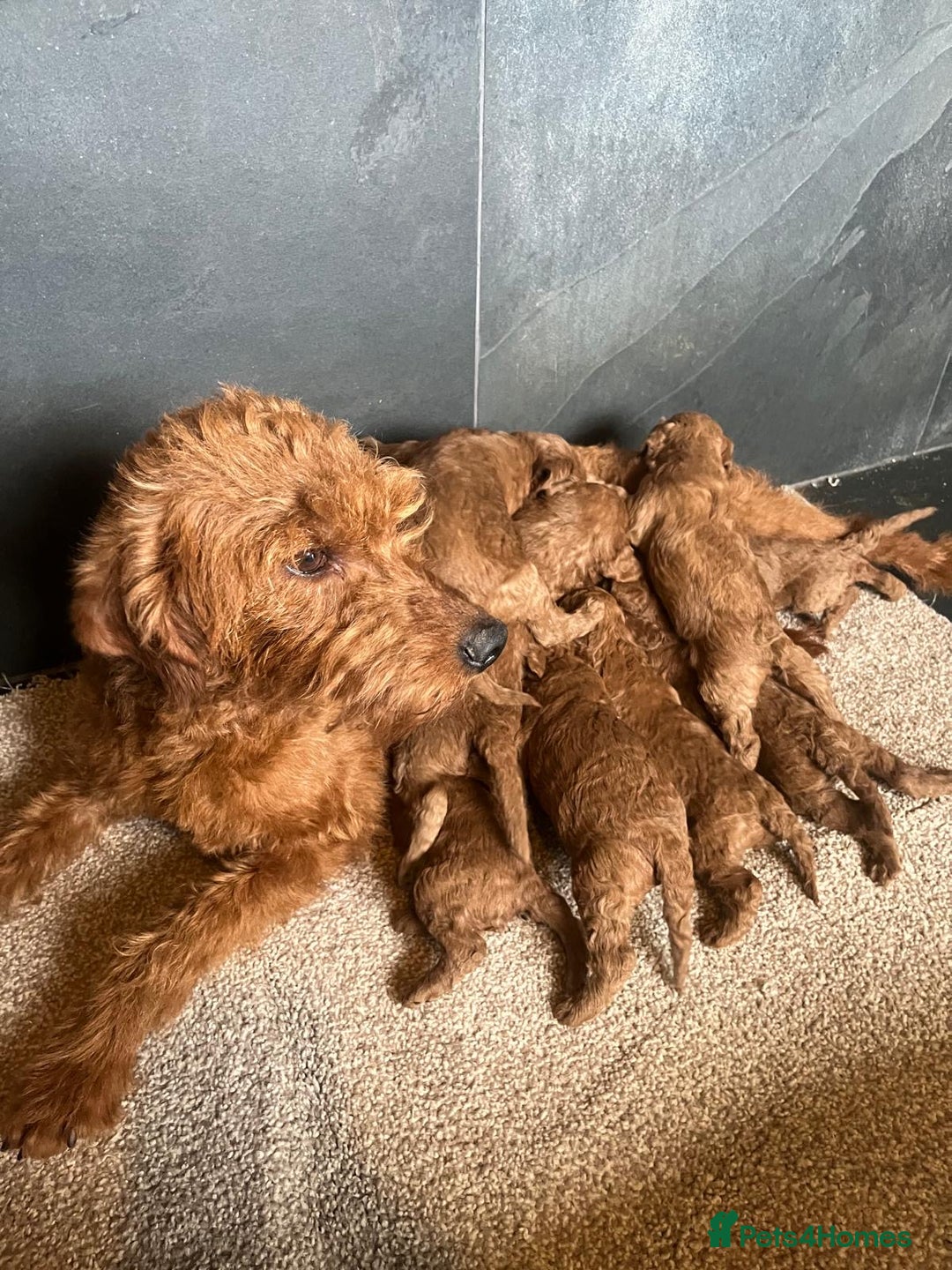 Labradoodle dogs for sale: Red curly labradoodles (F1b) - Image 2