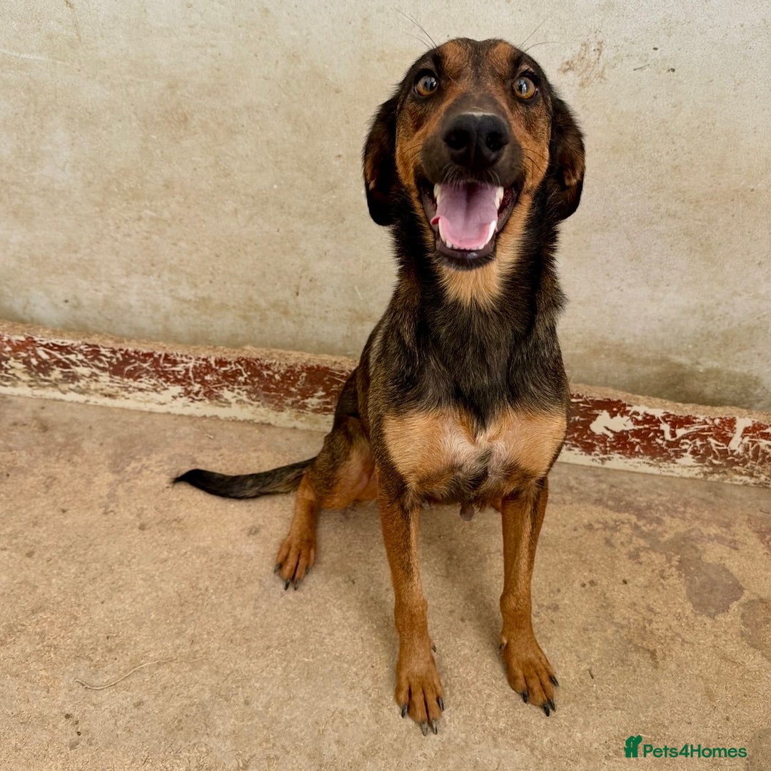 Mixed Breed dogs for adoption: Scout (Small Shepherd/Hound mix) - Image 3
