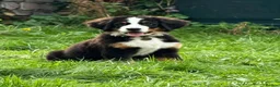 Bernedoodle dogs for sale: Meet Atlas  in Ferryside - Advert 5