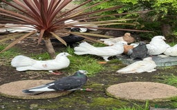 Doves birds for sale: Piegons  - Image 8