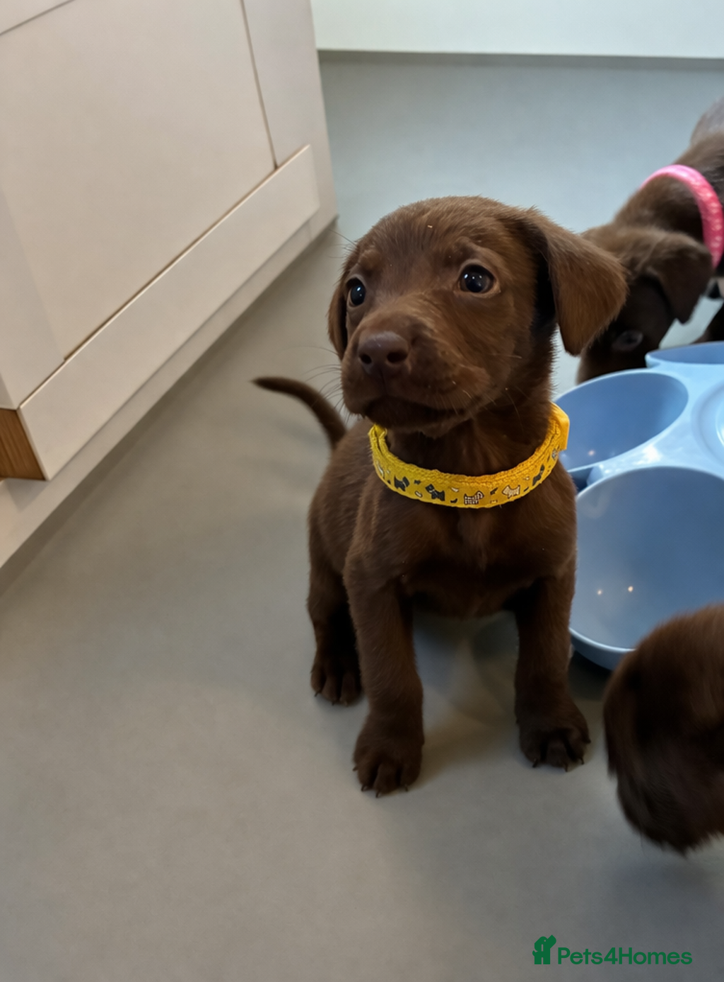 Labrador Retriever dogs KC Chocolate Labrador Puppies – 1 Yellow Boy - Advert 2