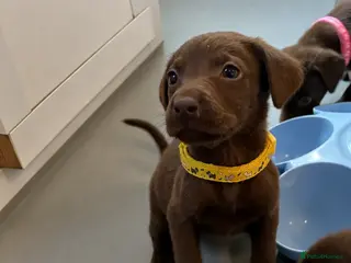 Labrador Retriever dogs KC Chocolate Labrador Puppies – 1 Yellow Boy - Advert 2