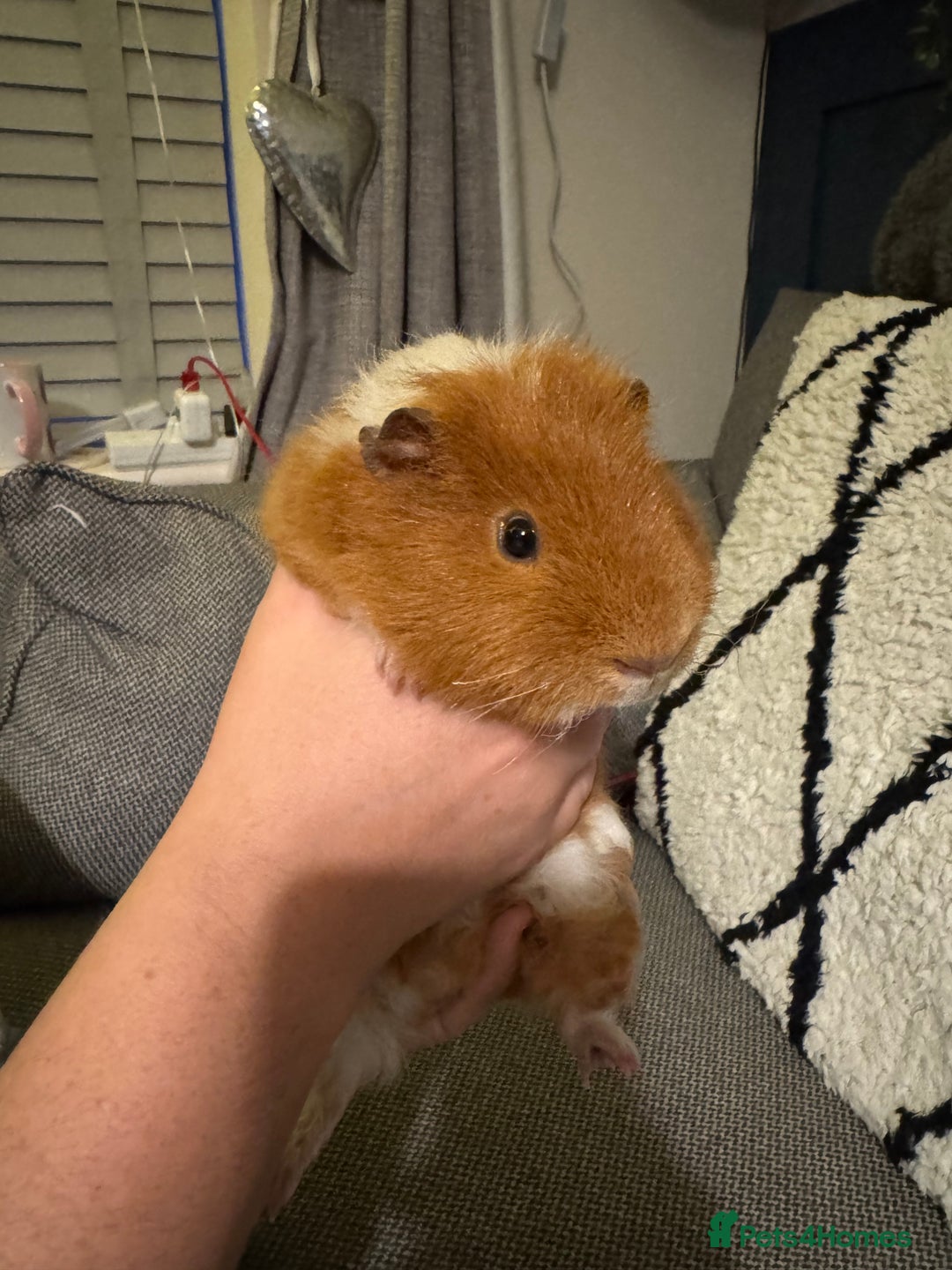 Guinea Pig rodents for sale: Gorgeous 6 month Teddy Guinea pig - Advert 3