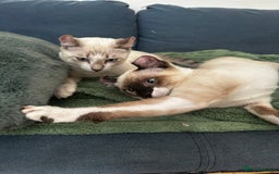 Sphynx cats for sale: Sphynx Brothers  - Image 7