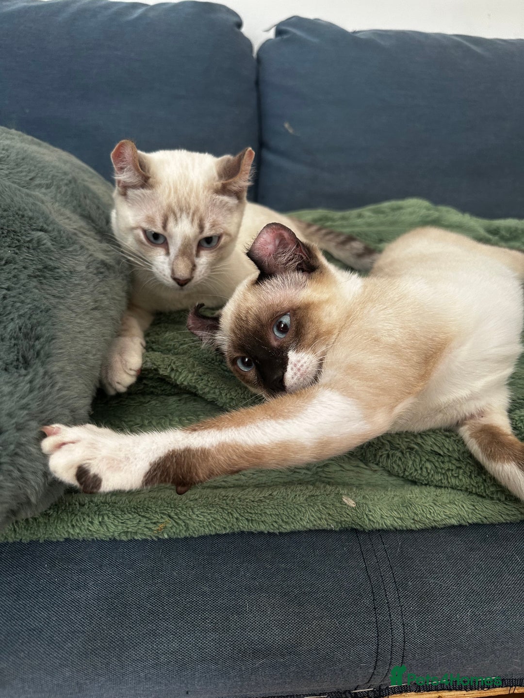 Sphynx cats for sale: Sphynx Brothers  - Image 7