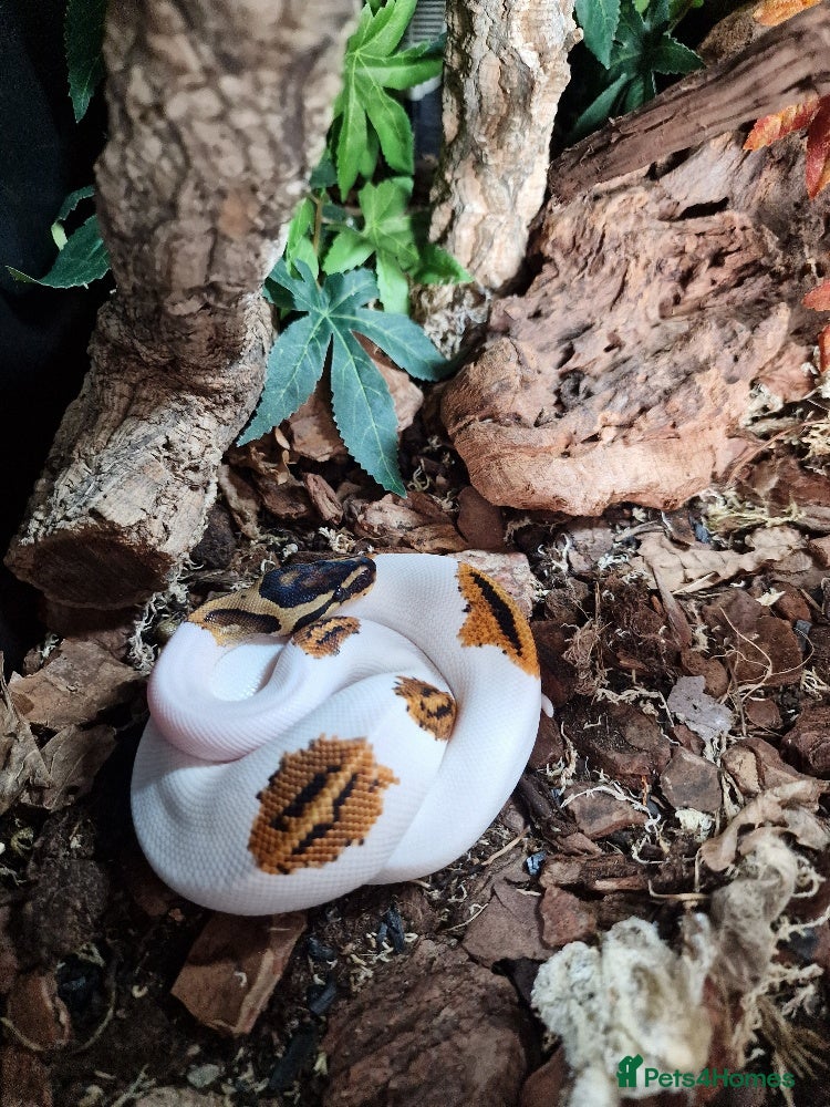 Python Snake reptiles Gorgeous Pied Male Royal Python with full set up - Advert 1