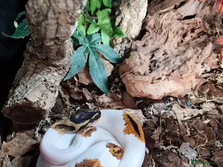 Python Snake reptiles Gorgeous Pied Male Royal Python with full set up - Advert 1