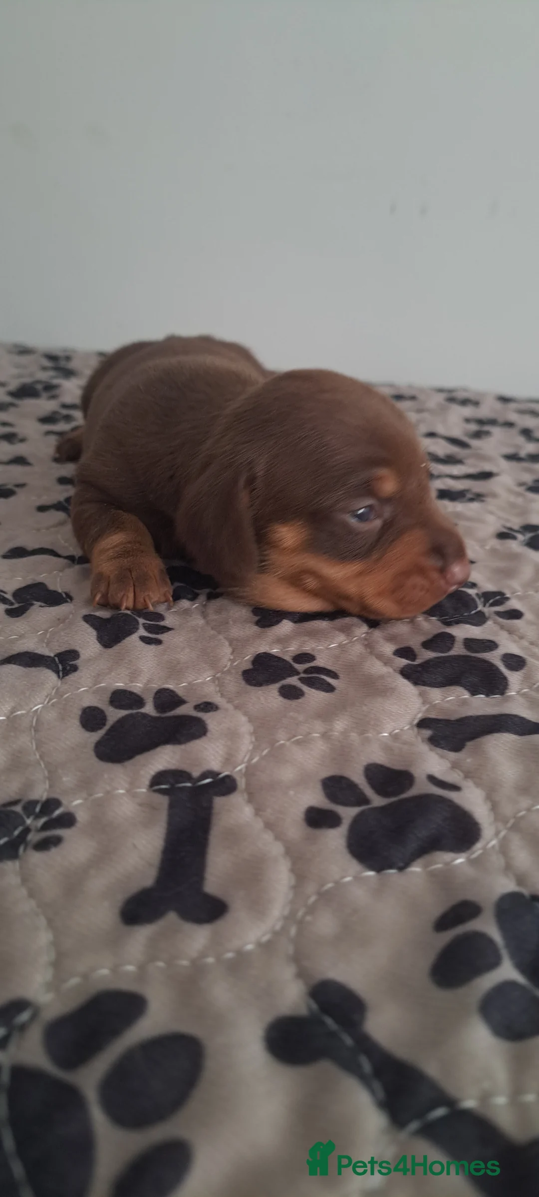 Dachshund dogs for sale: Miniature dachshund 1 girl left - Advert 21