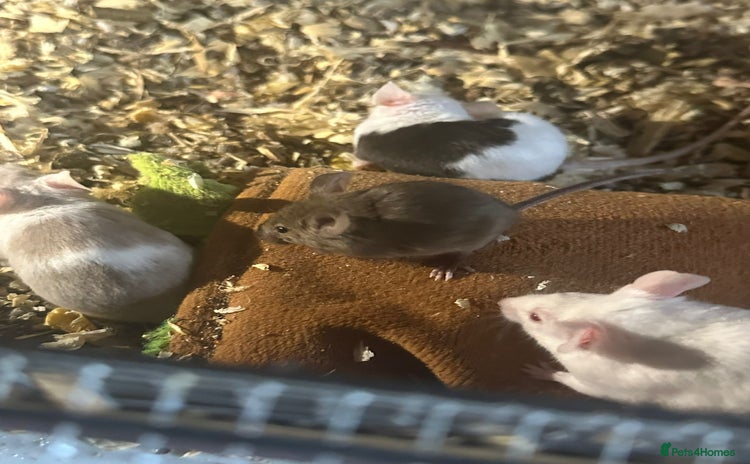 Mouse rodents in Crewe - Advert 9