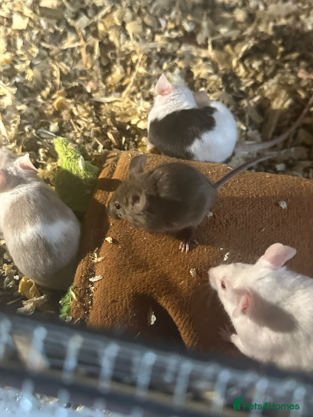 Mouse rodents for sale: Mice Babies (Hand Friendly) in Crewe - Image 1