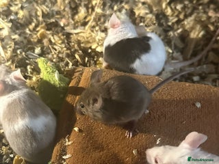 Mouse rodents for sale in Crewe - Advert 1