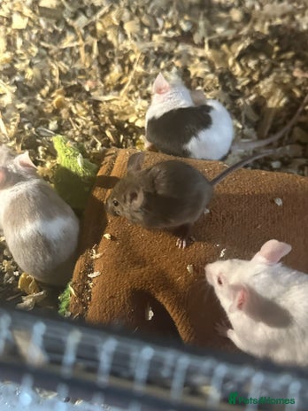 Mouse rodents in Crewe - Advert 9