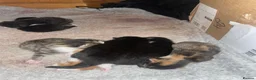 Mixed Breed cats for sale: Beautiful Kittens for Sale - Advert 9