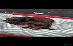 Sprocker dogs for sale: Beautiful Sprocker puppies for sale  - Image 8