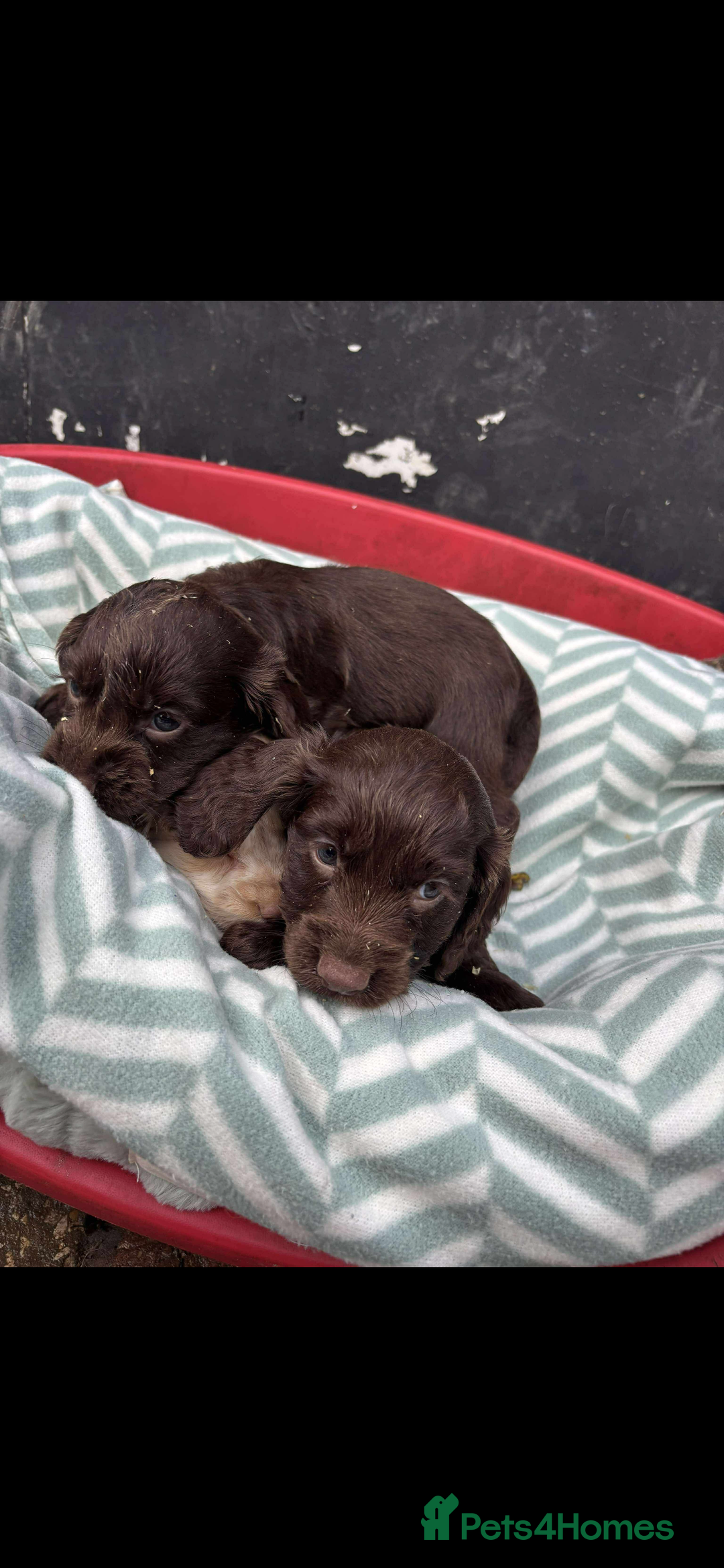 Sprocker dogs for sale: Beautiful Sprocker puppies for sale  - Image 8