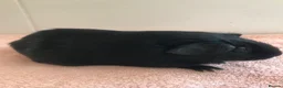 Guinea Pig rodents for sale: Retired Teddy Sow - Black Sow & Tweed Boar - Advert 6