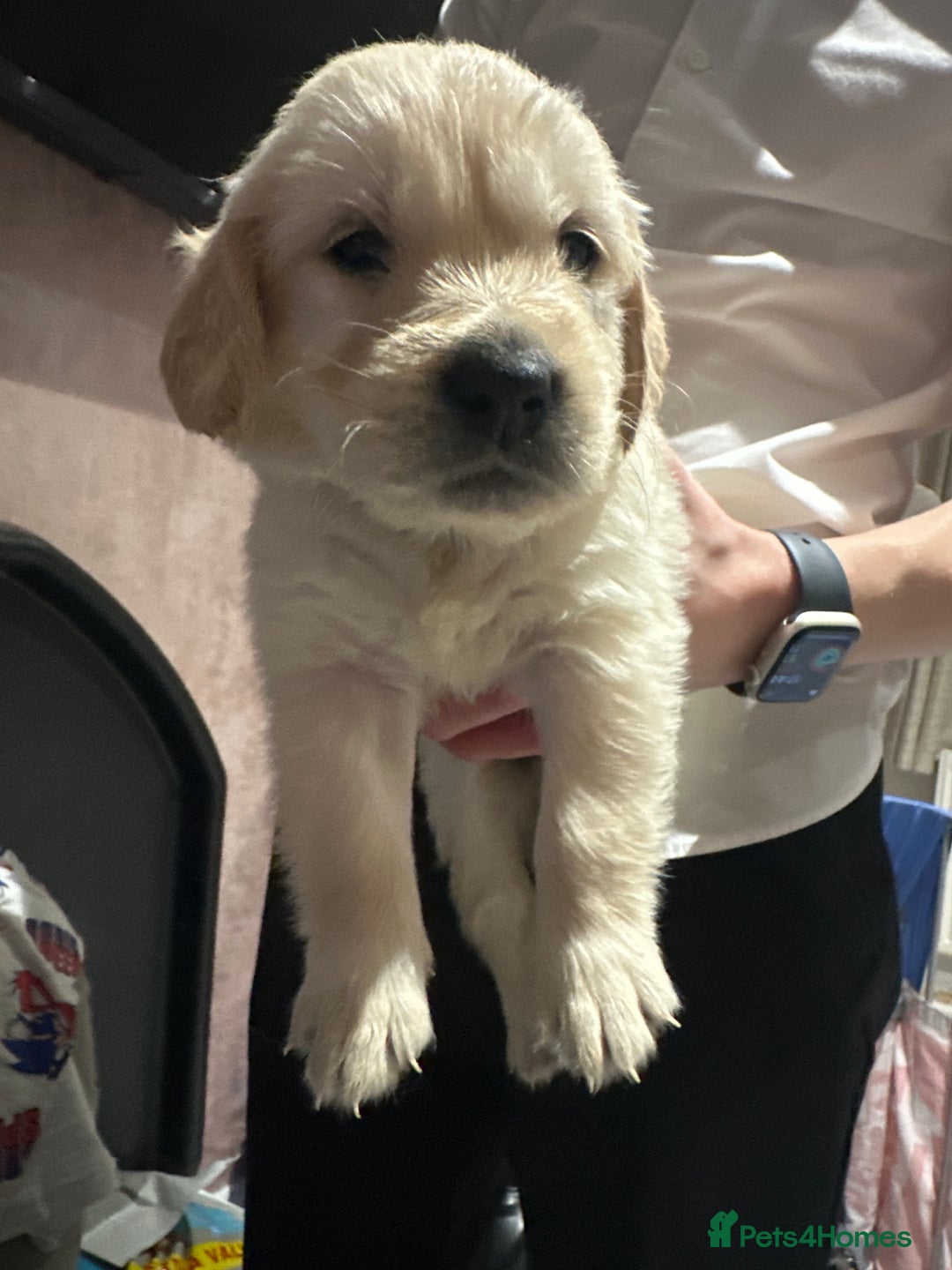 Golden Retriever dogs for sale: Daisy’s first litter - Advert 13