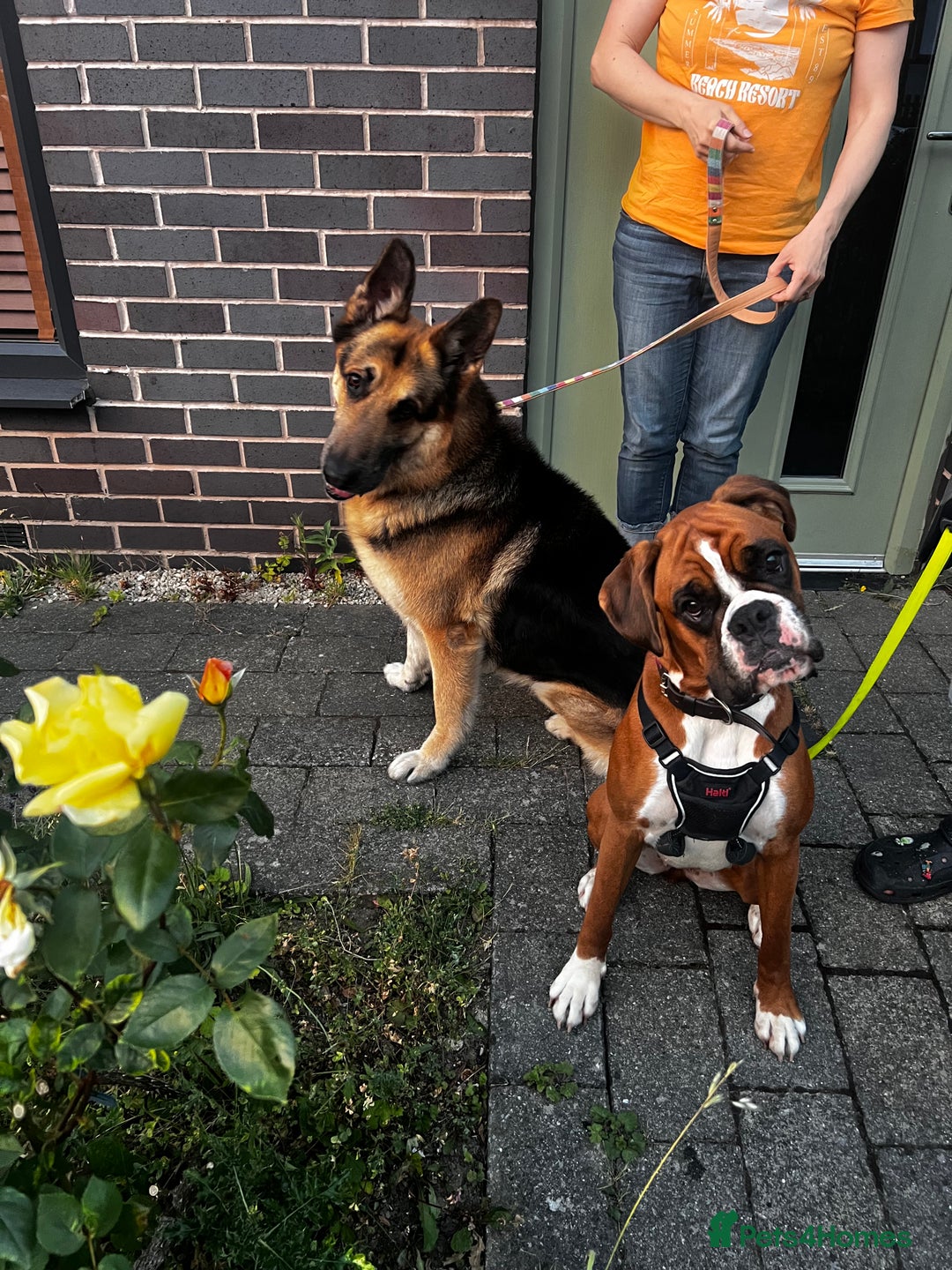 Boxer dogs for sale: 18Month Female Boxer Looking for Her Forever Home  - Image 9