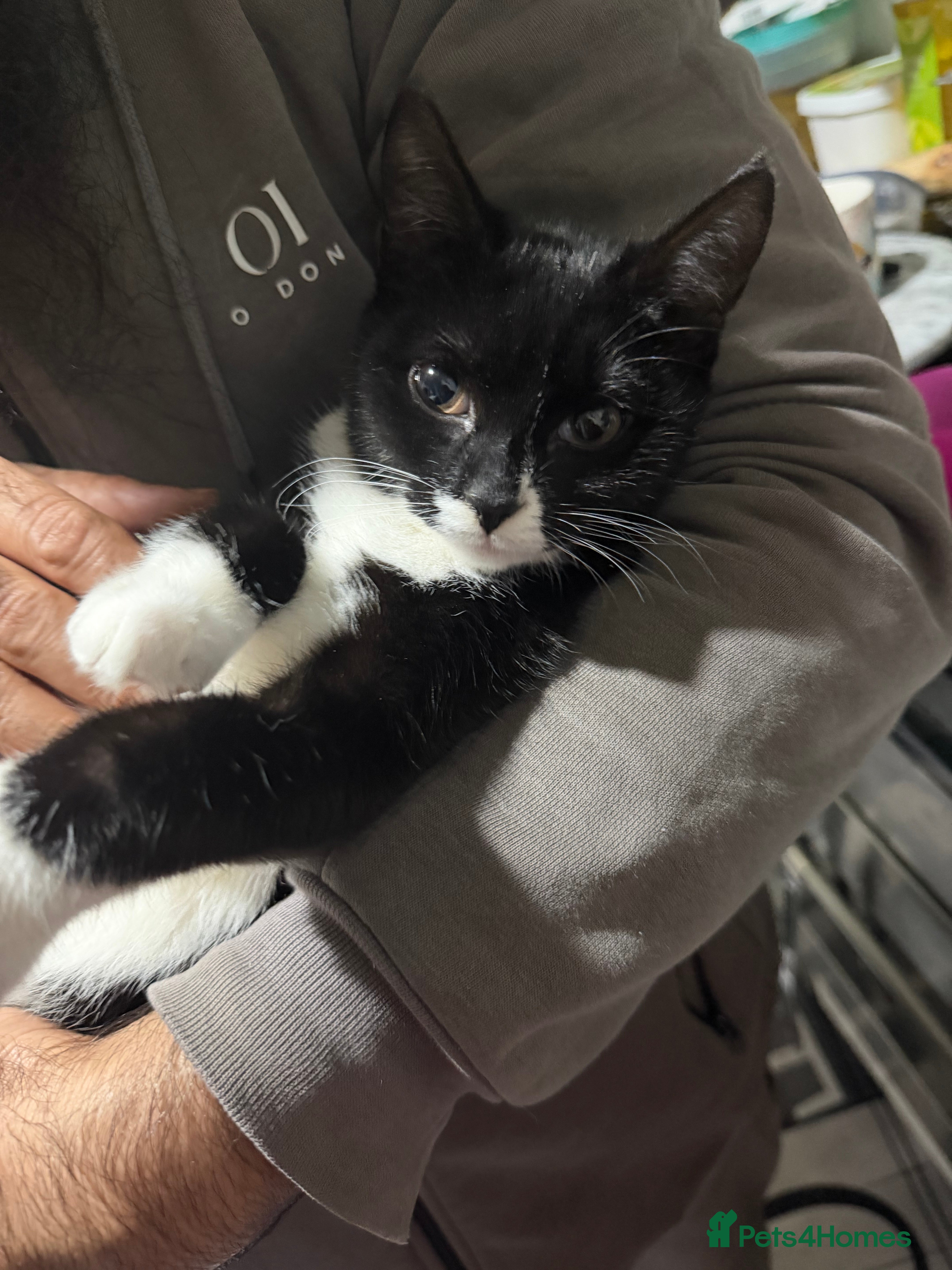 Mixed Breed cats Beautiful cat for sale . Adorable cat  - Advert 1