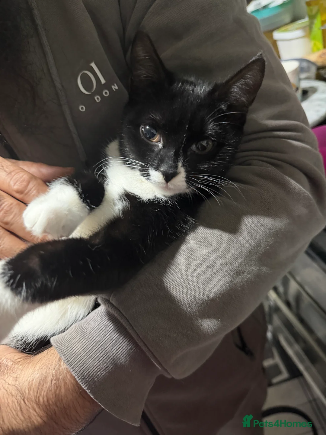 Mixed Breed cats for sale: Beautiful cat for sale . Adorable cat  - Advert 1