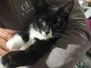 Mixed Breed cats Beautiful cat for sale . Adorable cat - Advert 1