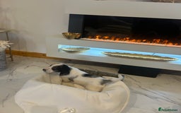 Cocker Spaniel dogs for sale: Rainbow litter cocker spaniel puppies  - Advert 19