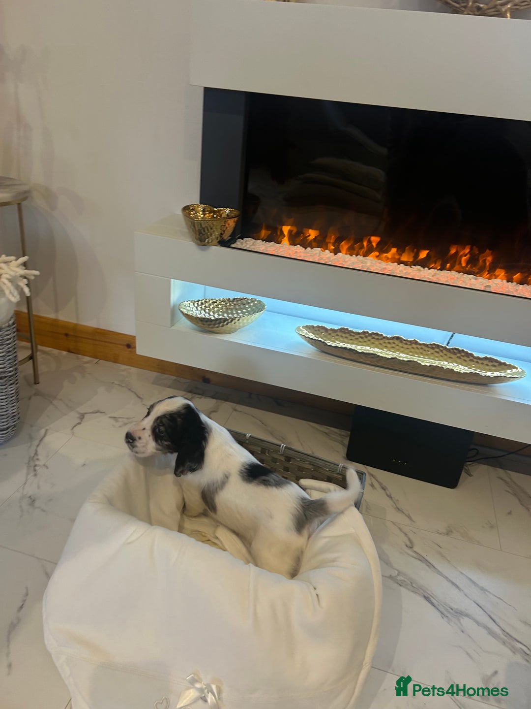 Cocker Spaniel dogs for sale: Rainbow litter cocker spaniel puppies  - Advert 19