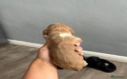 Cocker Spaniel dogs for sale: Cocker spaniel puppies  - Image 3