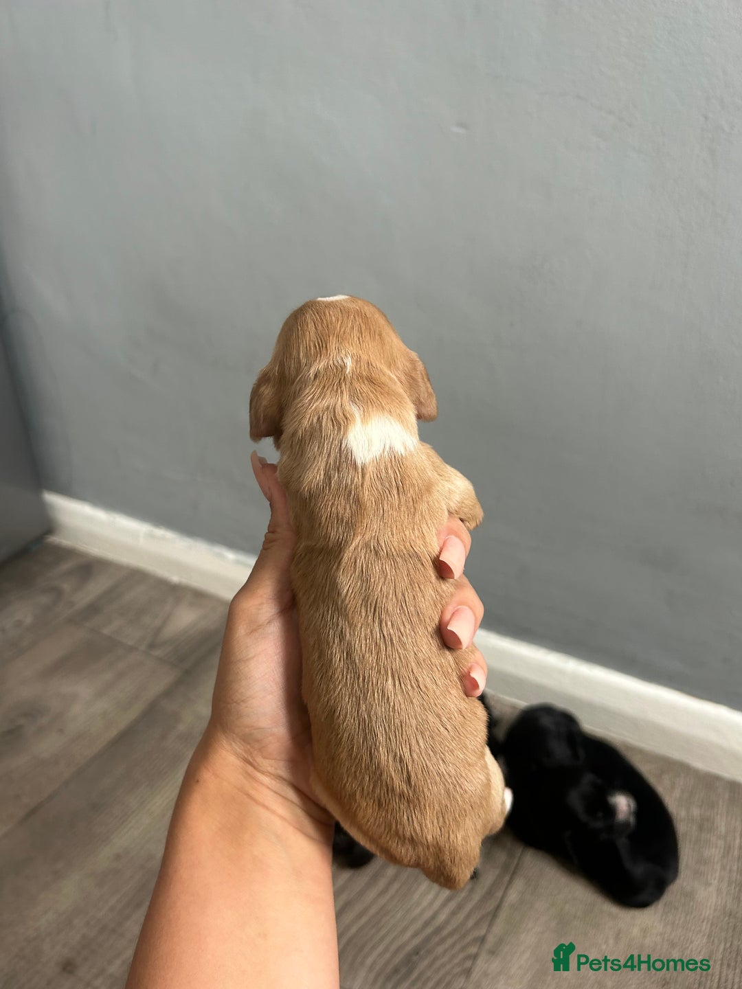 Cocker Spaniel dogs for sale: Cocker spaniel puppies  - Image 3